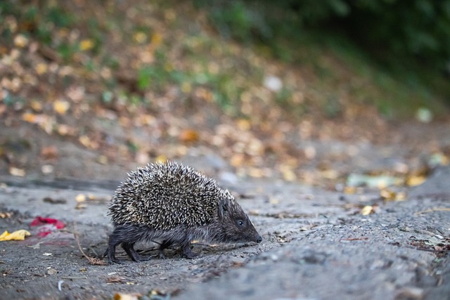 在足球世界 在足球世界